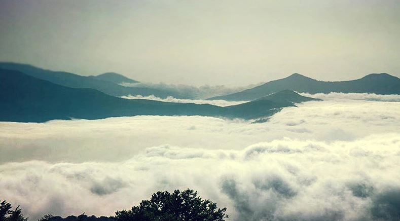 جنگل های هیرکانی